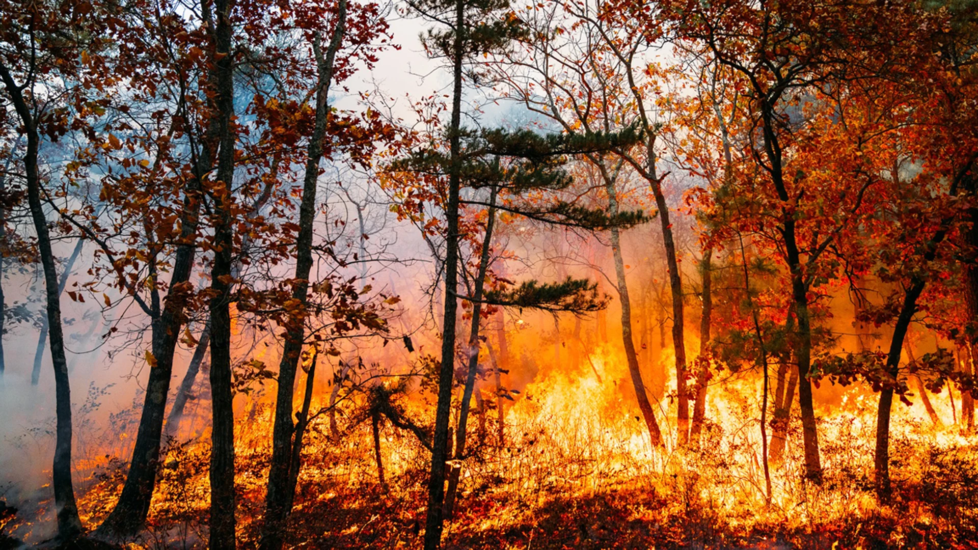 PJ: Drought, record warmth fuel historic wildfire risk in NJ 5