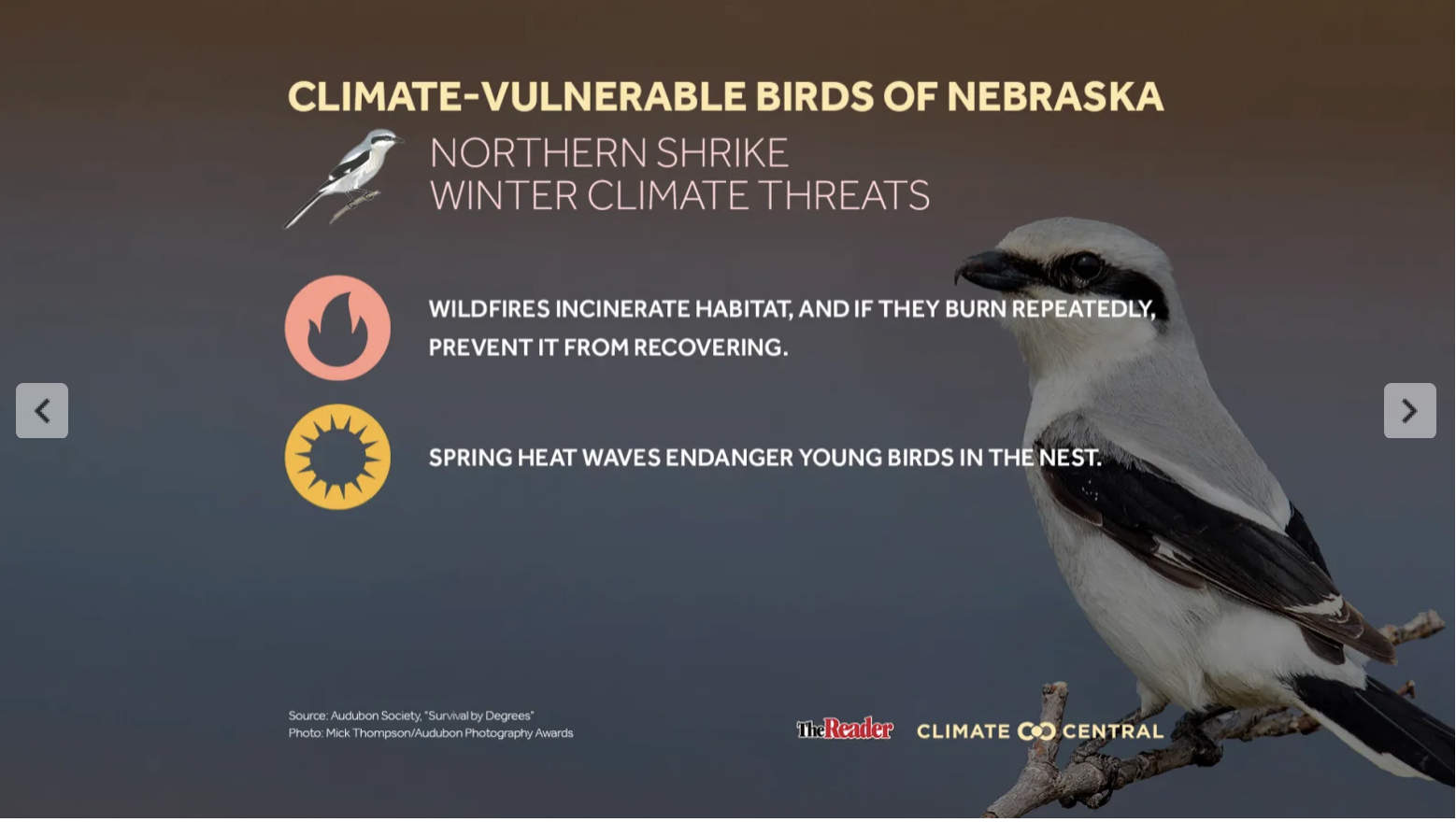 PJ: Nebraka Bird Story Image 5 2023