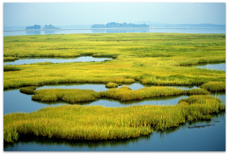 coastal-wetlands