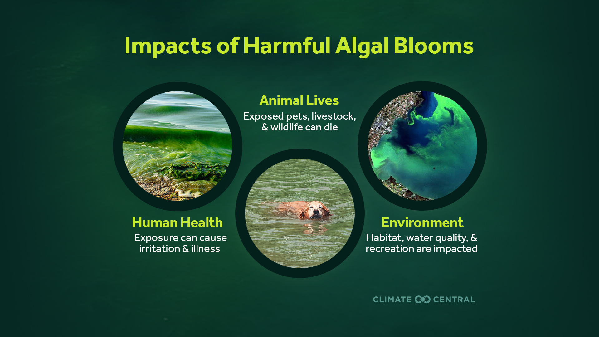 Toxic Algae Blooms in a Changing Climate | Climate Central