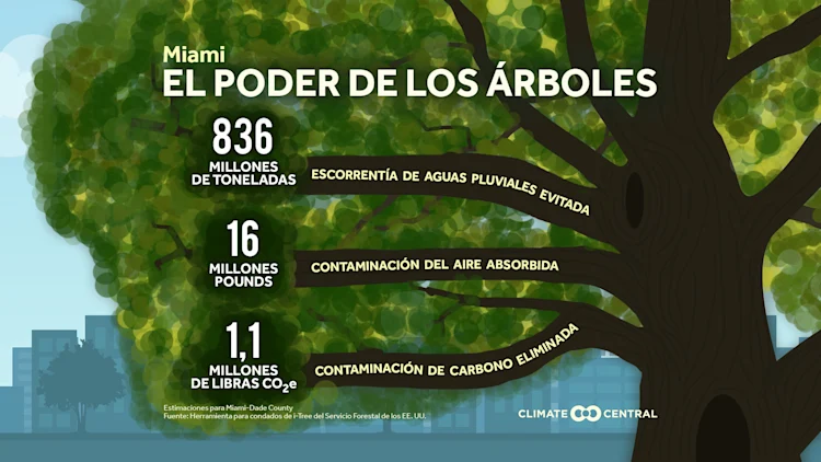 CM: Local Power of Trees 2023 (ES)