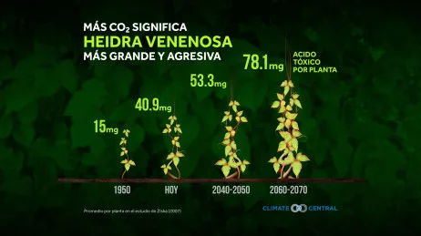 Hiedra venenosa