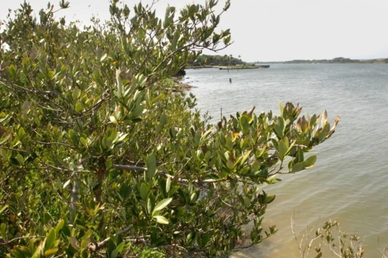 Mangroves_Matanzas