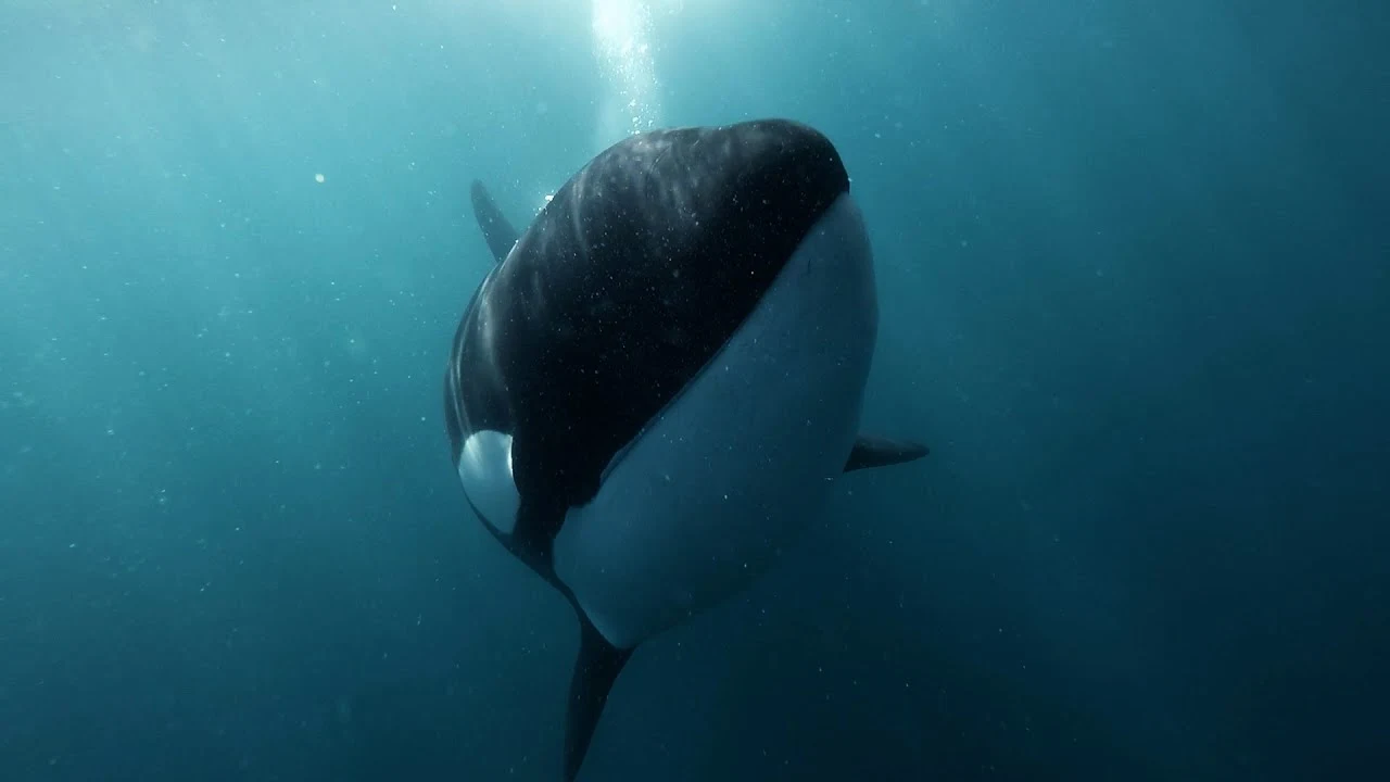 HS: The Secret Sound of Killer Whales: Inside a New Ocean Listening Network 2026