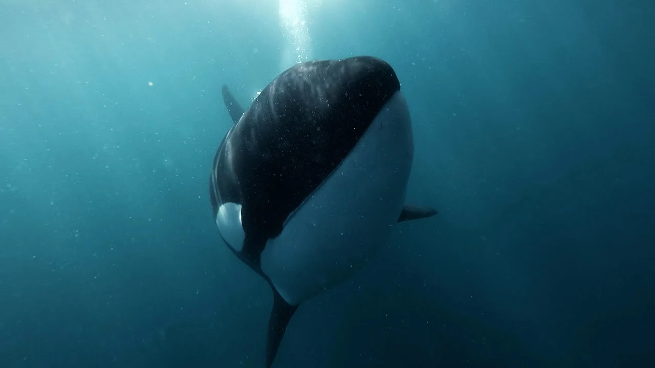 HS: The Secret Sound of Killer Whales: Inside a New Ocean Listening Network 2026