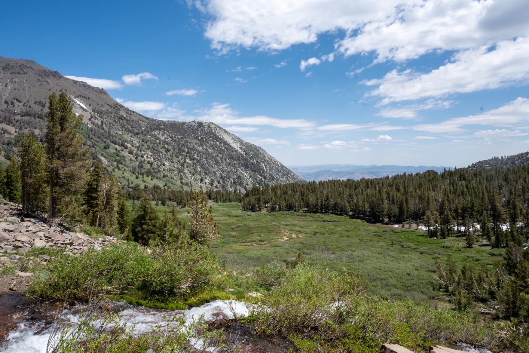 PJ: A meadow off of the Mt. Rose Trail with snow in the tree line. 