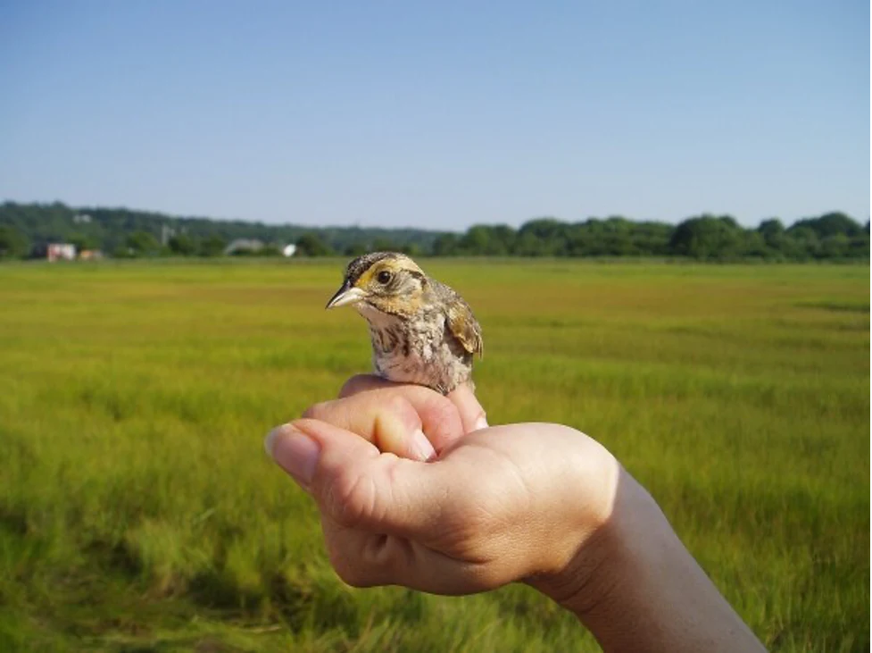 Saltmarsh Sparrow - Credit: USFWS