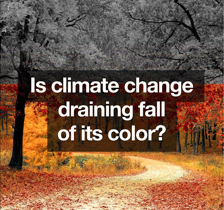Rising Temperatures, Falling Leaves Climate Central