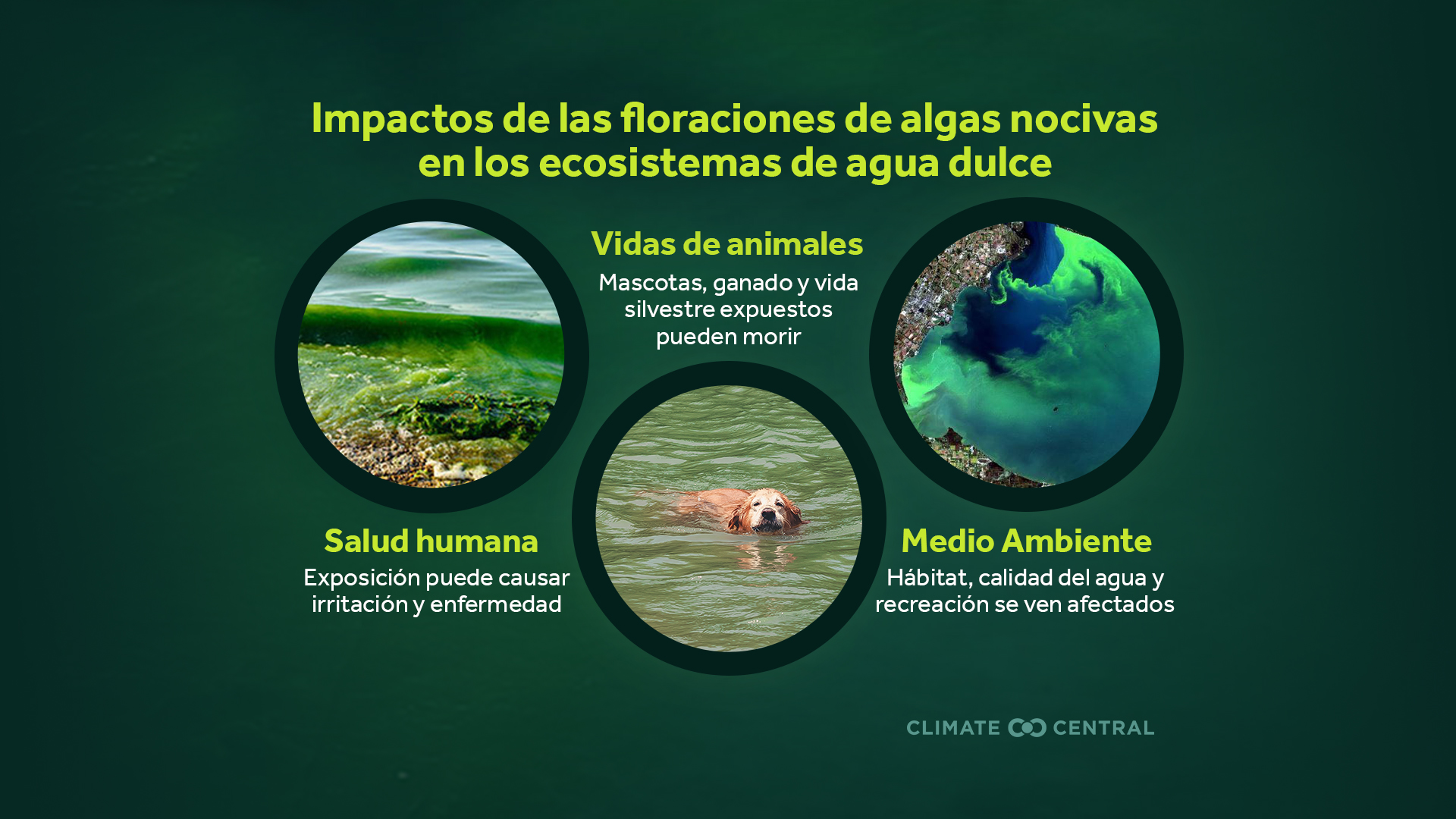 Harmful Algae Blooms, Environment, PSA