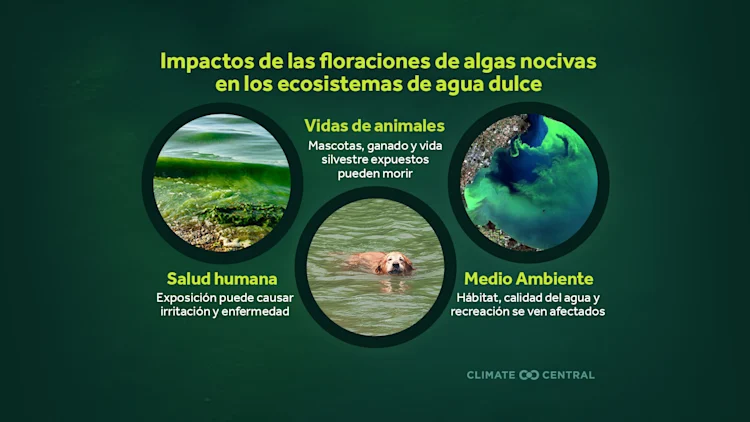 CM: Bloom Impacts (ES)