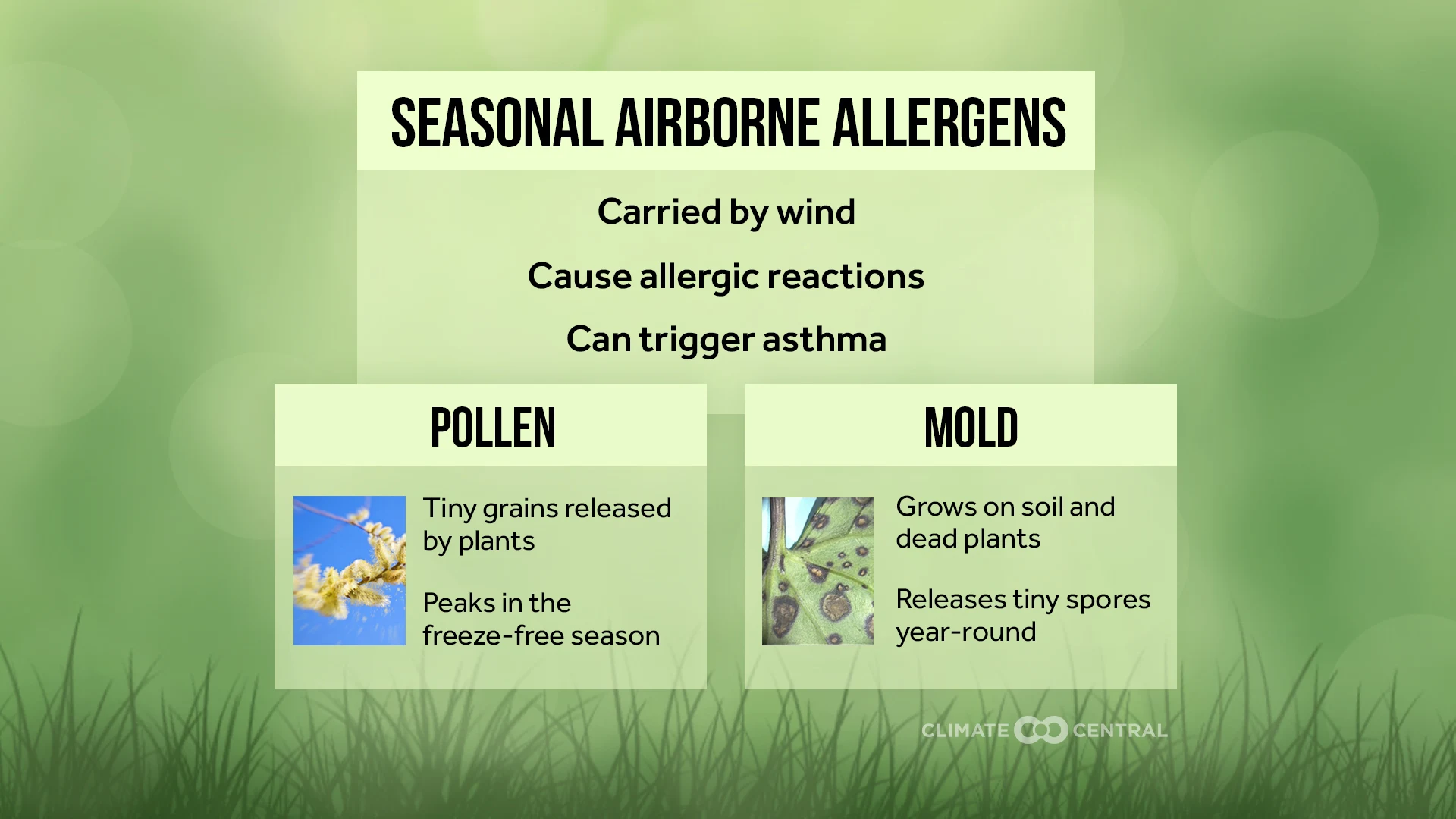 CM: Airborne Seasonal Allergens 2023 (EN)