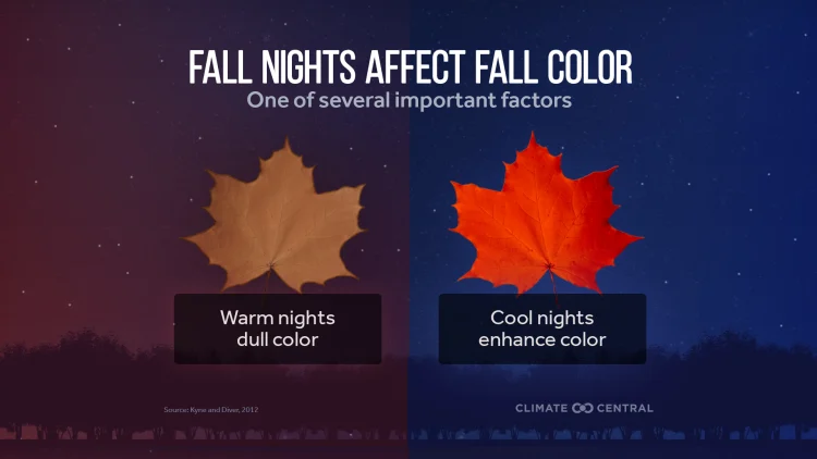 CM: Factors Affecting Foliage Brilliance 2024 (EN)