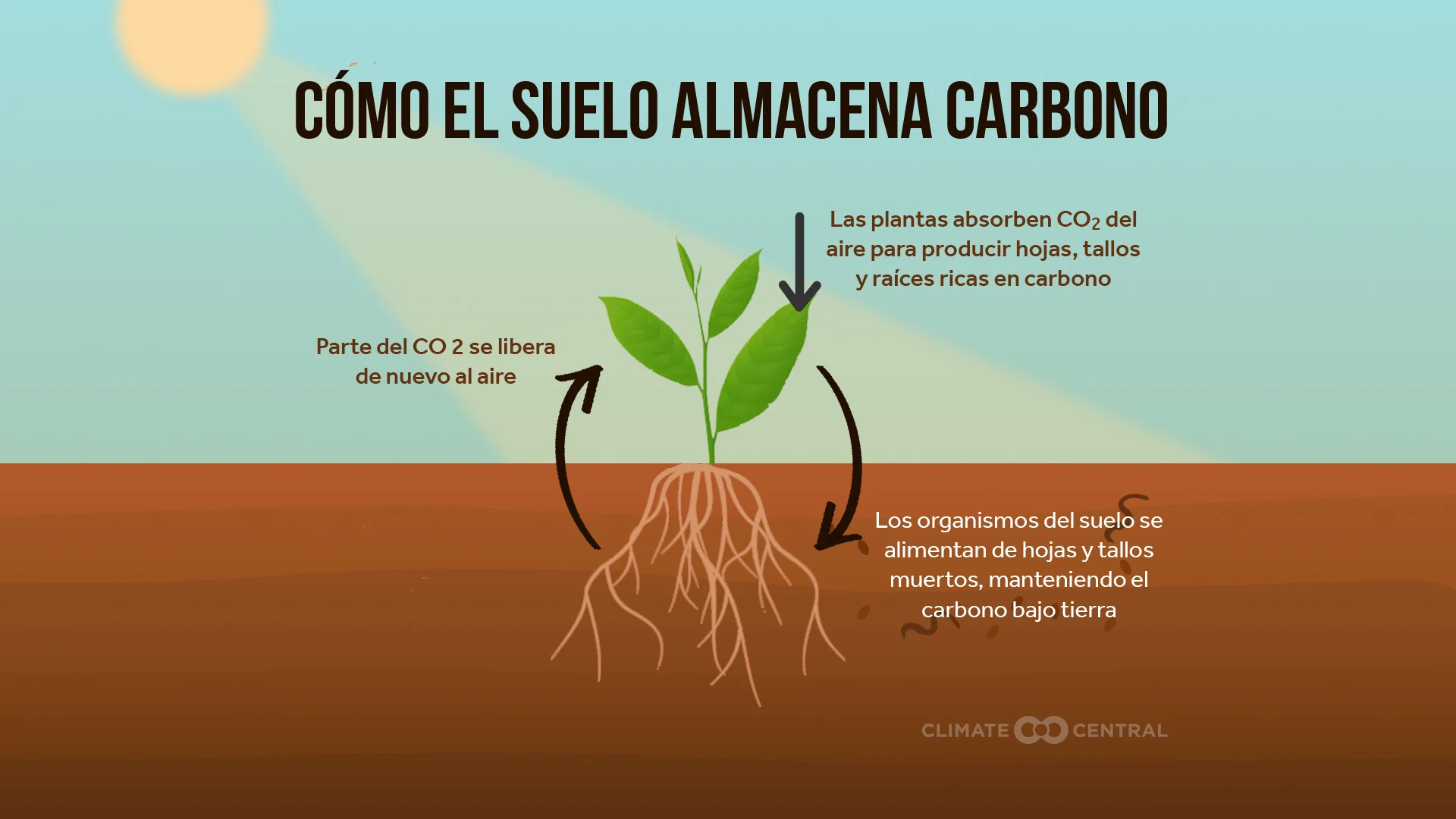 How Soil Stores Carbon 2022 (ES)