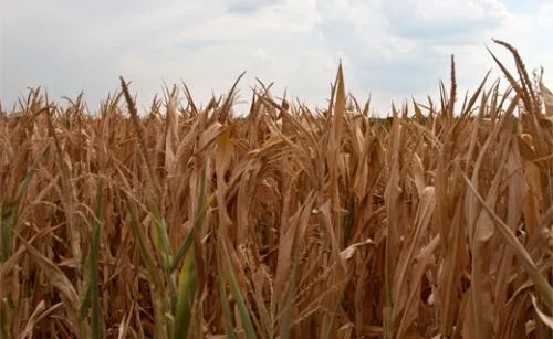 Climate Change Corn Climate Change Threatens Almighty U.S. ‘King Corn’ | Climate Central
