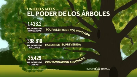 El poder de los árboles