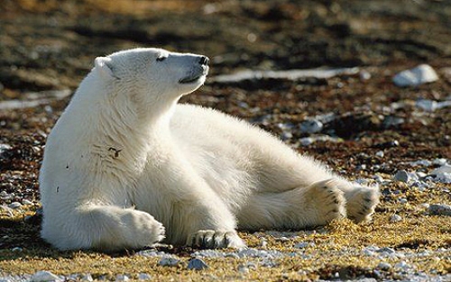 A tranqualized sub-adult Polar Bear is headed out of town after