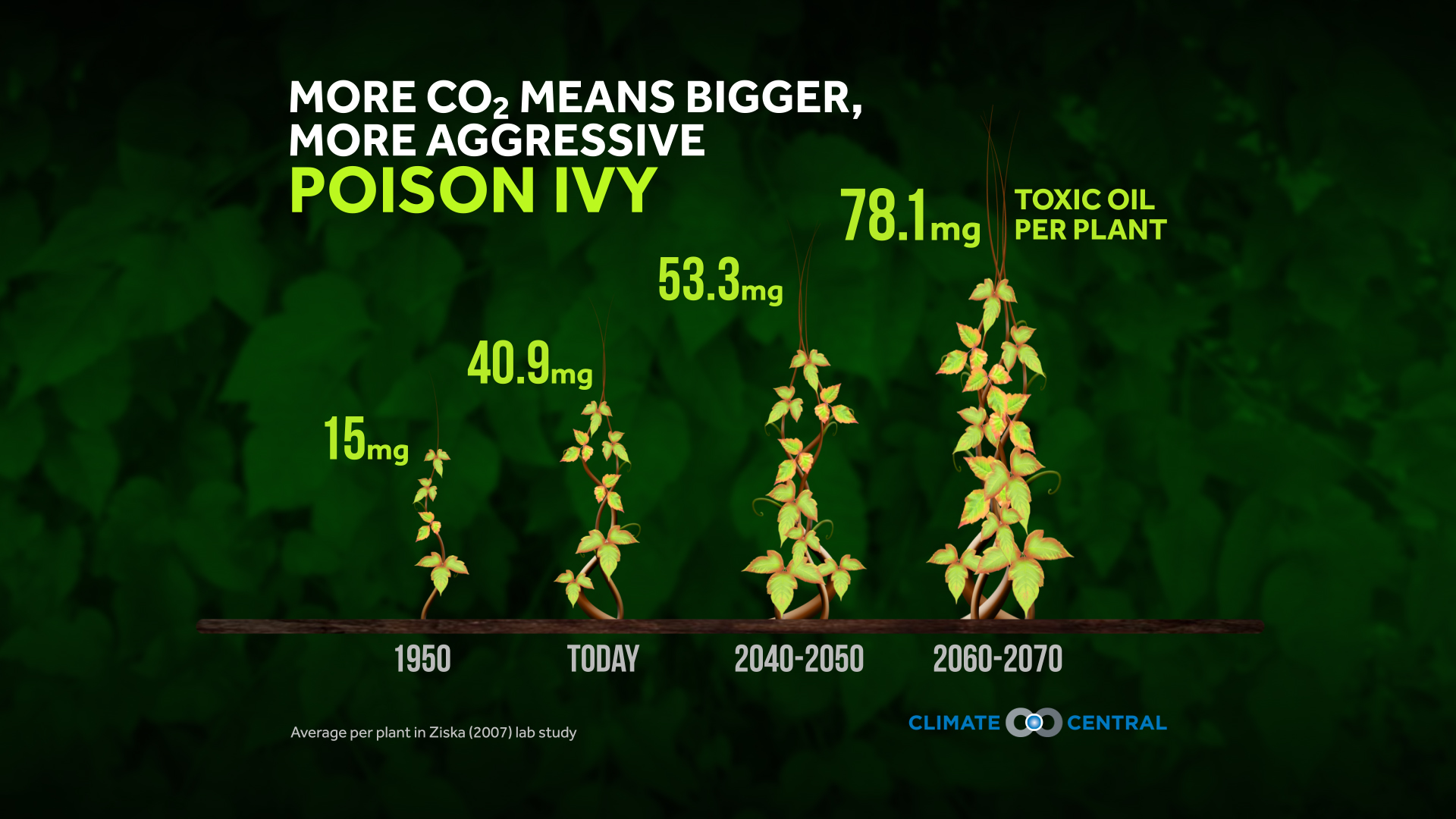 poison ivy reflects climate