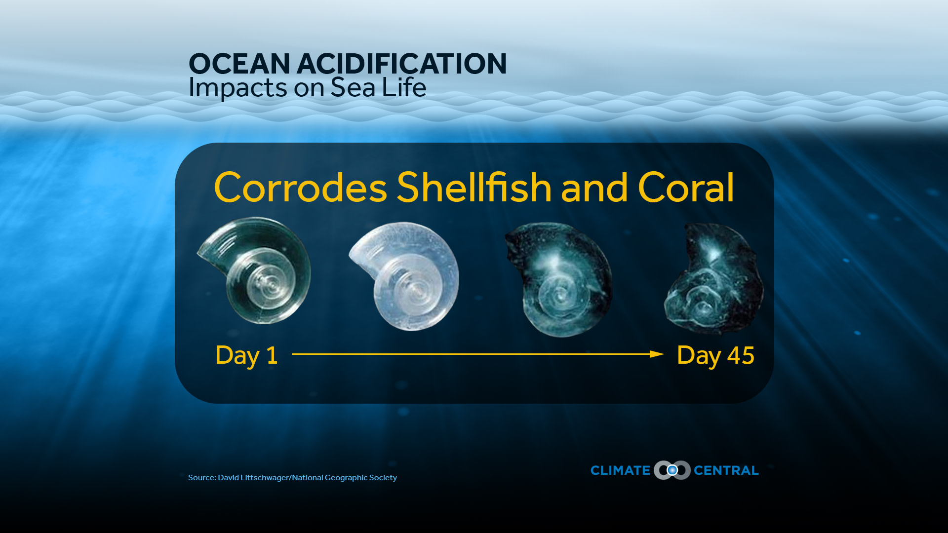 Set 6 - World Oceans Day & Ocean Acidification