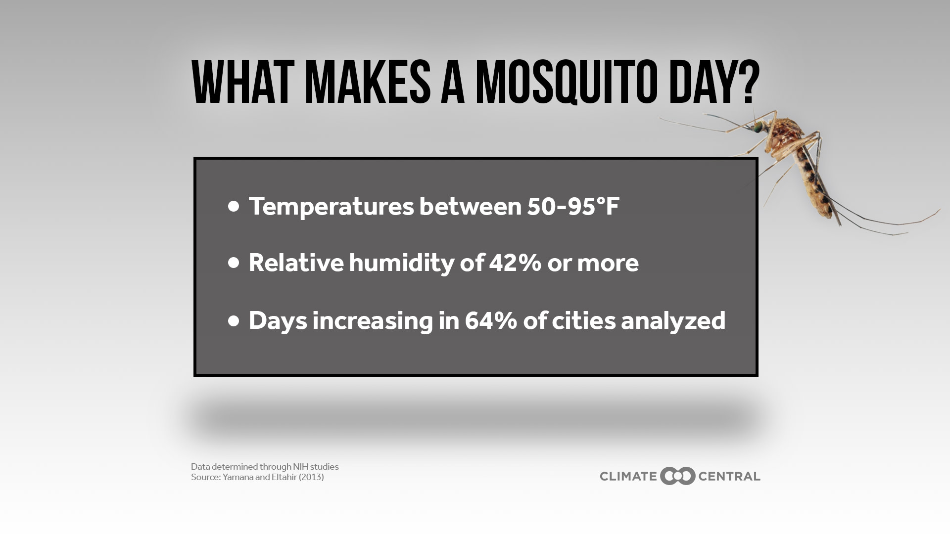 Mosquito Explainer - This News Bites: More Mosquito Days