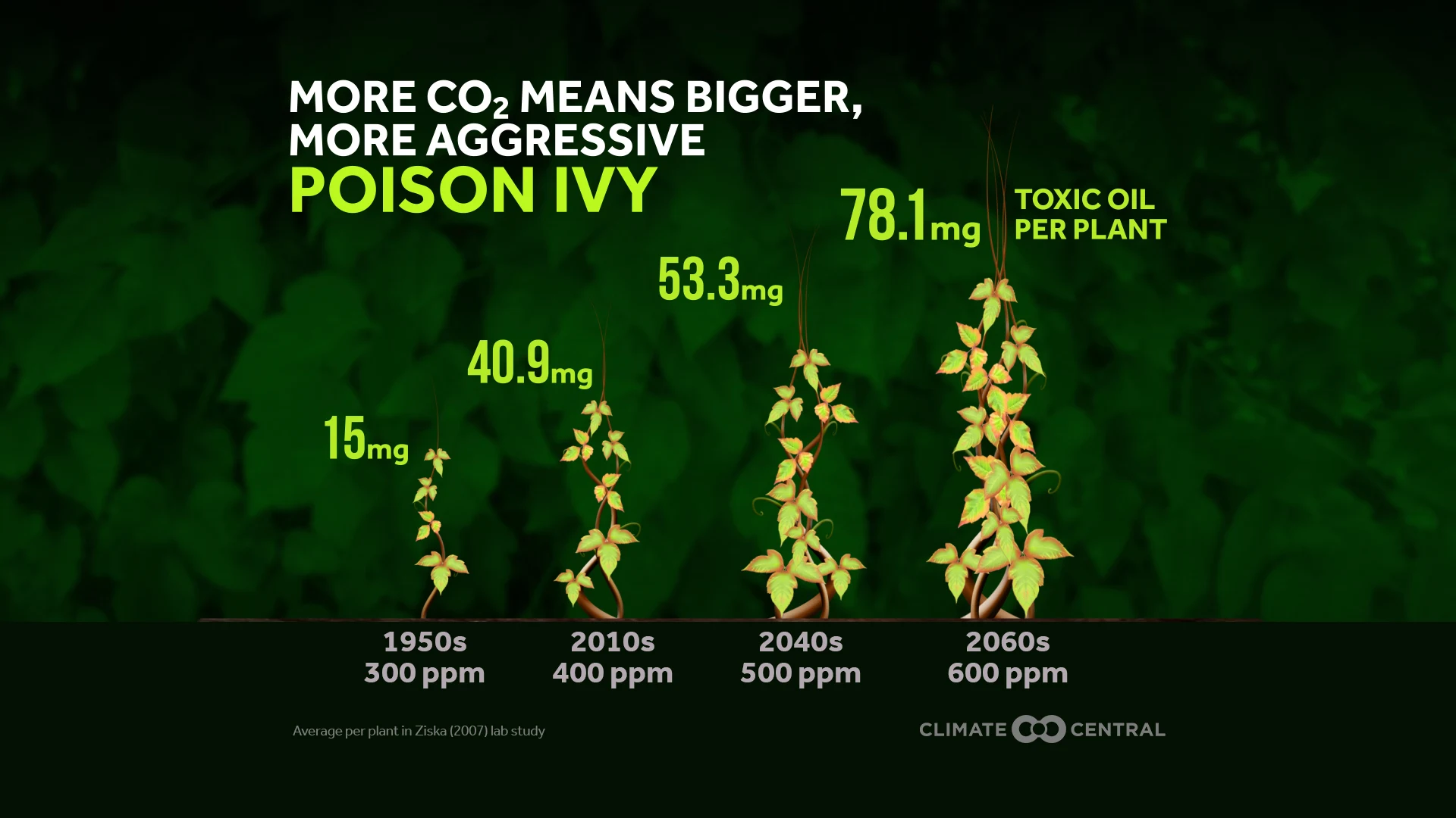 Effect of Elevated CO2 on Poison Ivy - Hiking Hazards: Ticks and Poison Ivy