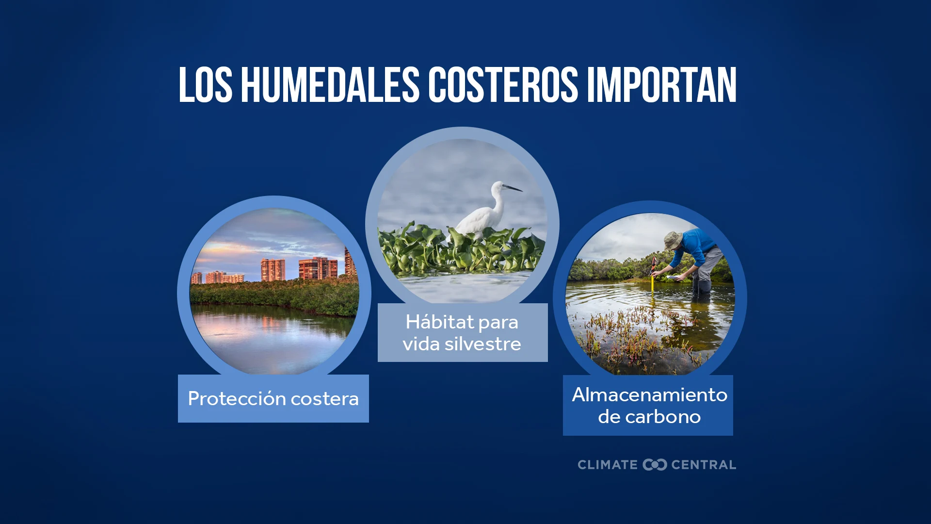 Los humedales costeros importan - Coastal Wetlands at Risk