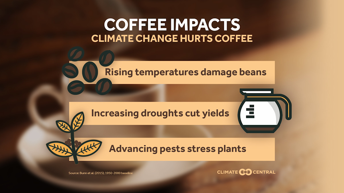 Roasted Coffee at Risk Climate Central