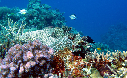 Coral Fights Back Gradually From Ocean Heating | Climate Central