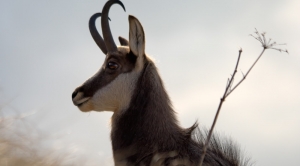 Mountain Goats Are Shrinking—A Lot—Because of Global Warming