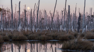 Vanishing forests tell a tale of rising water | Climate Central
