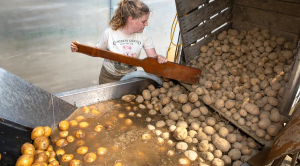 The looming threat for Maine’s iconic potato industry