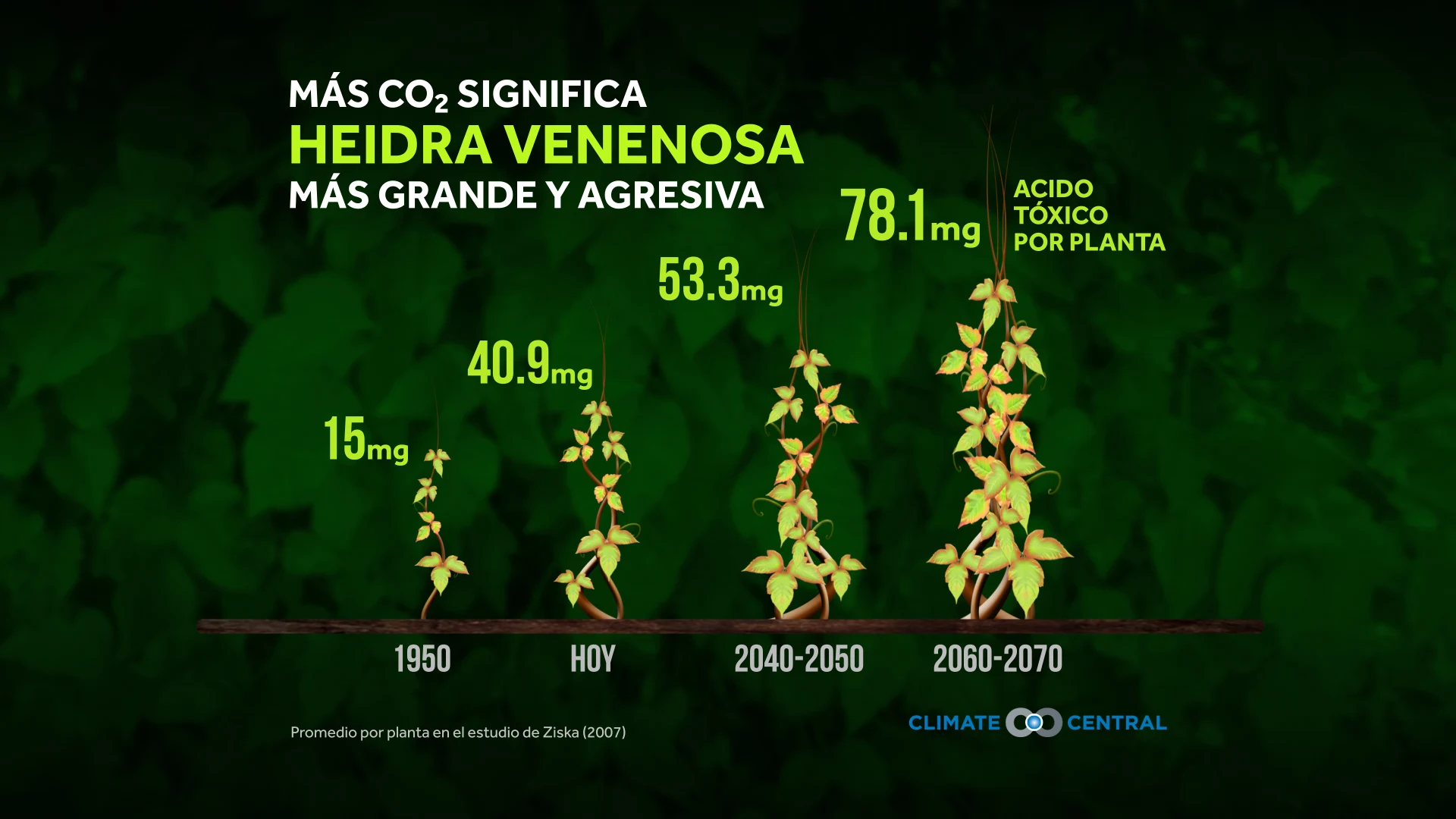 Potente Hiedra Venenosa En Aumento
