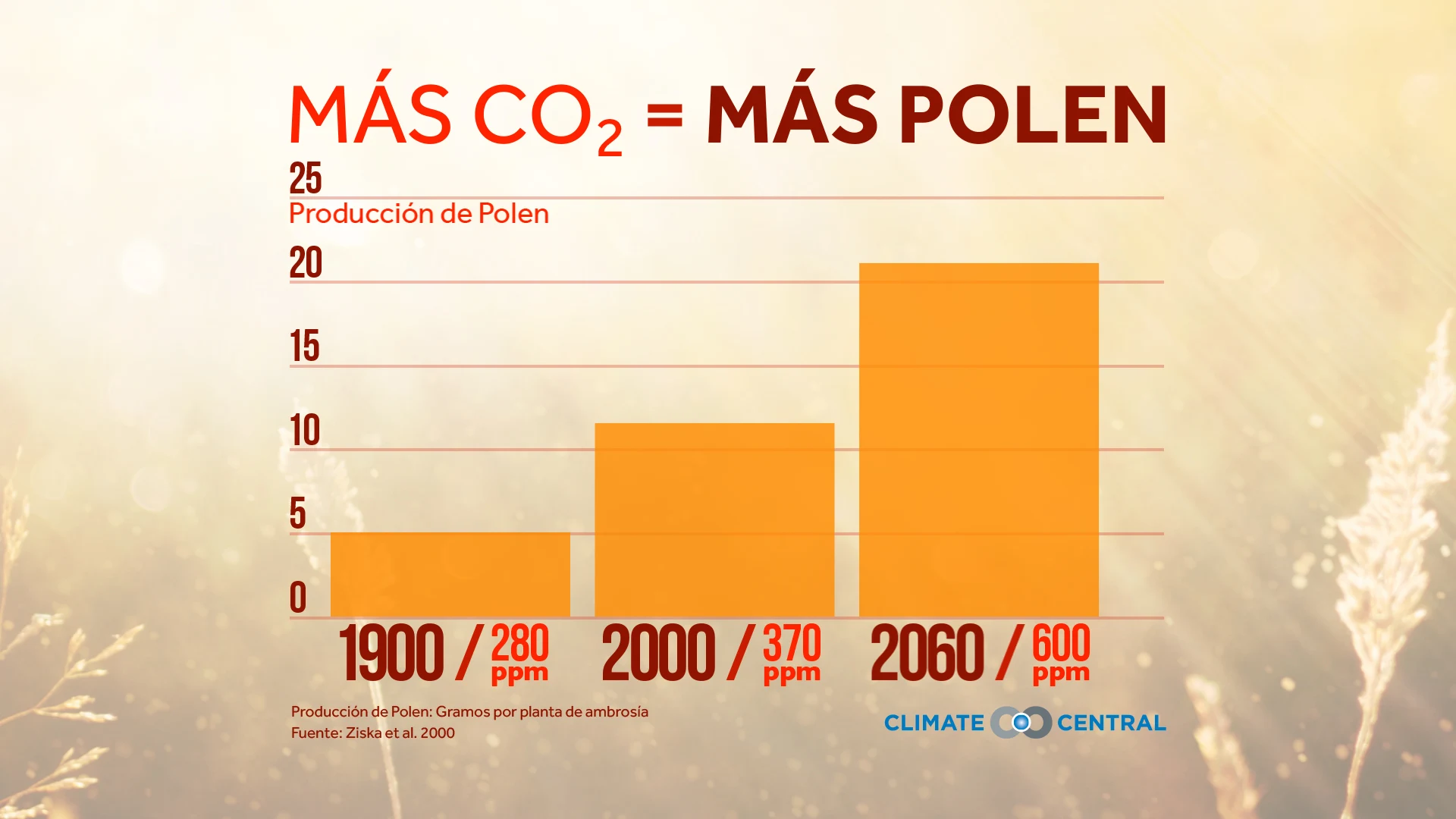 Polen, Flores de Cerezo, Cursos Cortos y más