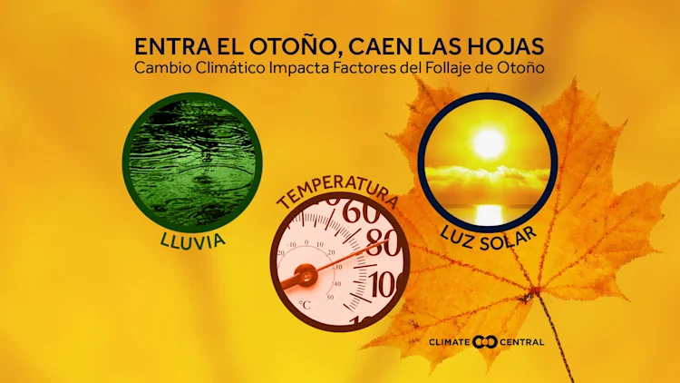 Follaje de otoño y el cambio climático