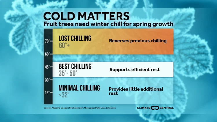 Fruit Trees Need Winter