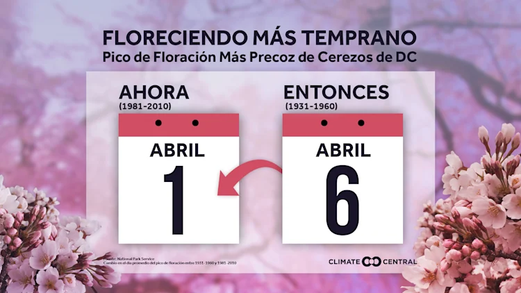 Cerezos en flor llegando más temprano