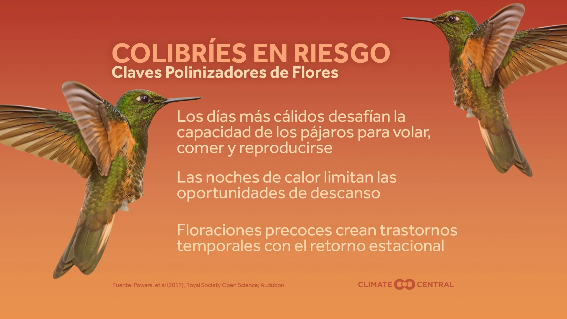 Flores y colibríes