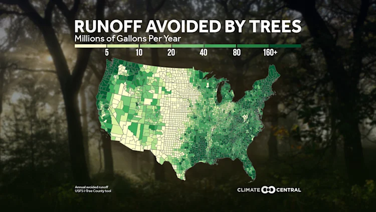 The Power of Trees: Fighting Floodwaters