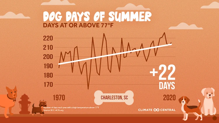 Dog Days of Summer: When Heat Endangers Pets