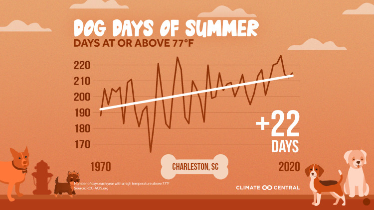 Dog Days of Summer: When Heat Endangers Pets