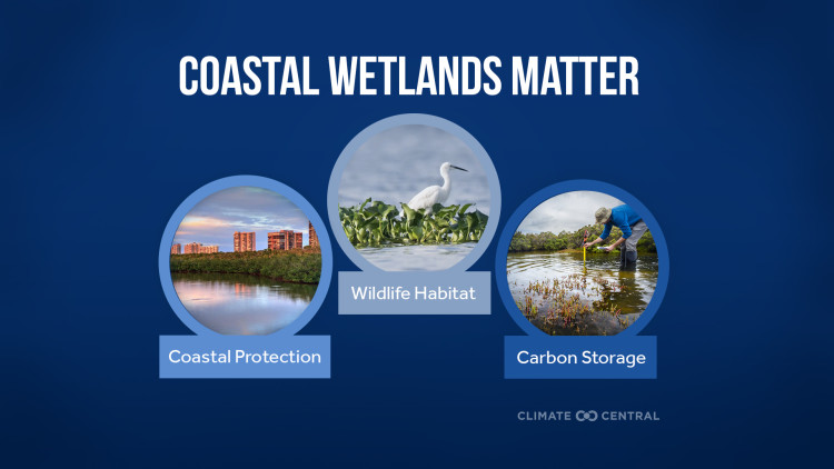 Coastal Wetlands at Risk