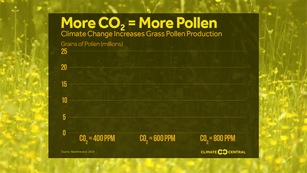 pollen projections