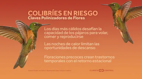 Flores y Colibríes