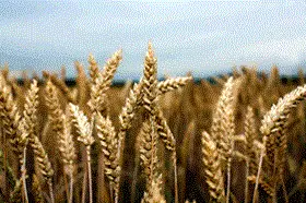 https://images.ctfassets.net/cy2jgjrgaerj/3X8mHfSkUWFFWDONZ1wP78/2adb29342fd435a014870a577b828ff5/3584886-wheat.gif