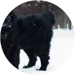 This black-colored fur newfoundland named Caswell just glistening with the snow on its back needed a cruciate ligament surgery.