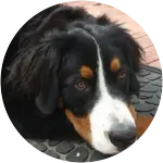 A bernese mountain dog named Khal Drogo looking so chill has been diagnosed with multiple orthopedic conditions.