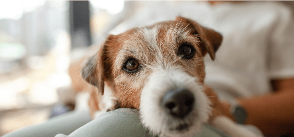 Close-up of a senior Jack Russell terrier's face, showcasing its endearing expression with soulful eyes and graying fur, highlighting the importance of insurance coverage for aging dogs.