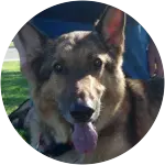 A German shepherd dog in the image named Jimmy who is being held on a leash by his owner suffered from IVDD that caused Subarachnoid Cyst.