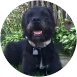 This black older dog named Darcy is happily smiling at the camera while lounging in his backyard, despite having suffered from Pancreatitis.