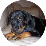 A rottweiler puppy in this image named Liko looking all cute at the camera while lounging on a white couch has hip dysplasia.