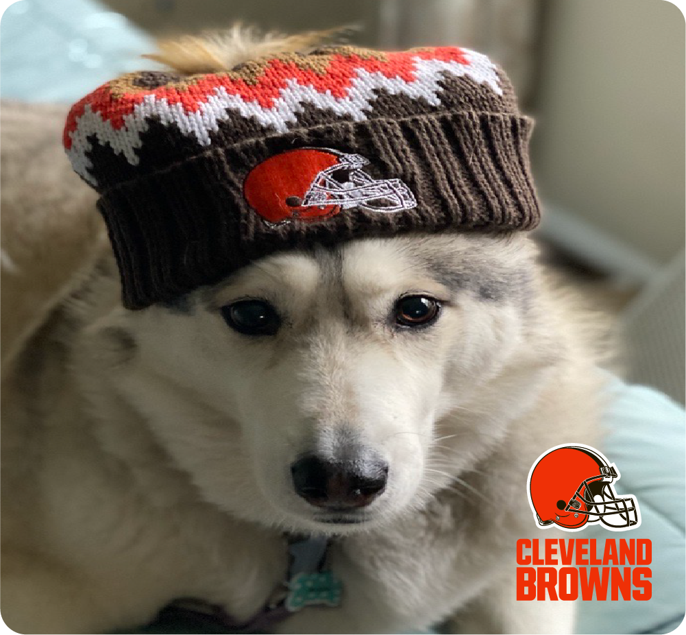 A cute fluffy dog in a Cleveland Browns hat who needs pet insurance in Ohio.